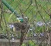 Spatz Knödel 1.webp