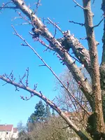 aprikose2.webp