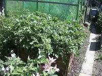 Gartenkartoffeln.webp