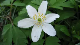 008.webp