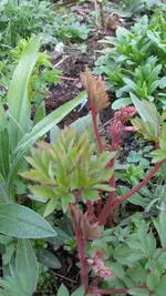 011.webp