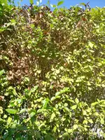 IMG_20240811_113819_resized_20240812_090532931.webp