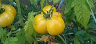 20240812_110117.webp