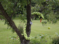 2009Norrvik1.jpg
