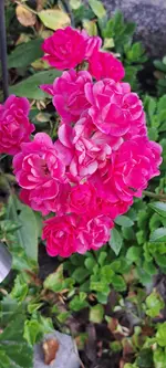 20240813_083927.webp