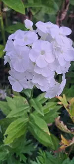 20240813_084112.webp