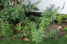 Mehlsalbei 20240728.jpg
