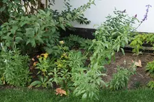 Mehlsalbei 20240728.webp Mehlsalbei 20240728.webp