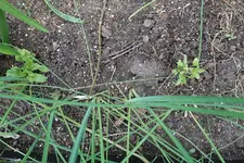Mehlsalbei 20240418.webp Mehlsalbei 20240418.webp