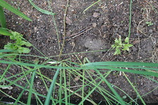 Mehlsalbei 20240418.jpg