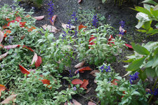 Mehlsalbei 20161023.jpg