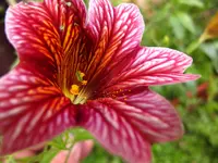 Trompetenzunge rote.webp