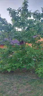 IMG-20240729-WA0011.webp