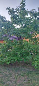 IMG-20240729-WA0011.jpg