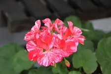 Pelargonie    0722.webp