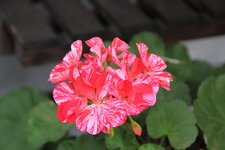 Pelargonie    0722.JPG