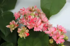 Pelargonie    0822.webp