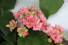 Pelargonie    0822.JPG