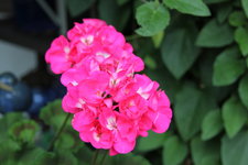 Pelargonie    0922.JPG