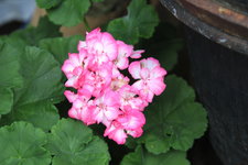Pelargonie    1022.JPG