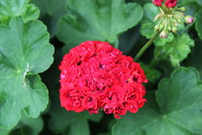 Pelargonie    1122.JPG