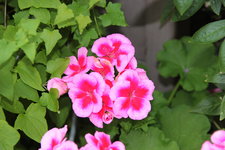 Pelargonie    1222.JPG