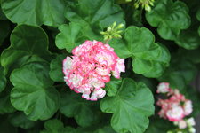 Pelargonie    1322.JPG