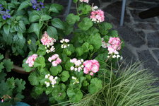 Pelargonie  0120.JPG