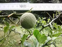 Poncirus trifoliata, Frucht.webp