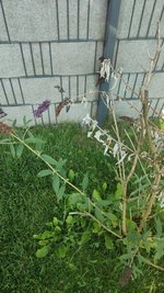 IMG_20240816_184442.jpg