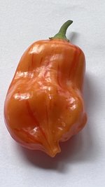 IMG_1780.jpeg