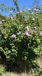 IMG_1749.jpeg