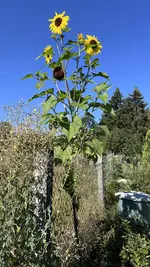 IMG_1745.jpeg