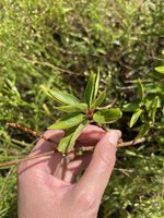 IMG_7435.jpeg
