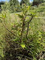 IMG_7437.jpeg