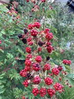 IMG_3068.JPG