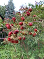 IMG_3069.JPG