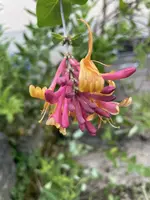 IMG_6009.webp