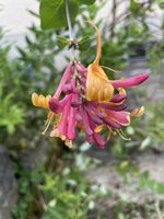 IMG_6009.jpeg