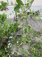 IMG_6010.jpeg