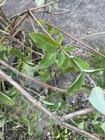 IMG_6011.jpeg