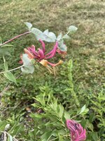 IMG_6013.jpeg