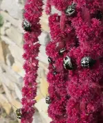 2024FuSchw+Wa.jpg 2024FuSchw+Wa.jpg