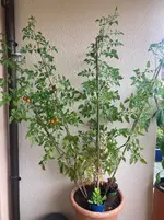 Tomate*Muchacha*24-08-18*01*Sun-Seite.webp