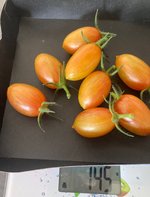 Tomate*Blush Tiger*24-08-18.jpg