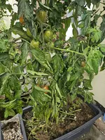 20240819_093352.webp