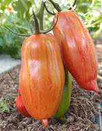 Marzano Fire.webp