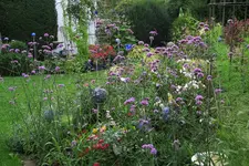 Verbena bonariensis   0424.webp