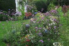 Verbena bonariensis   0424.JPG
