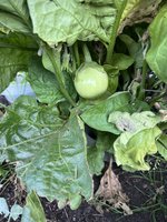 IMG_5485.jpeg
